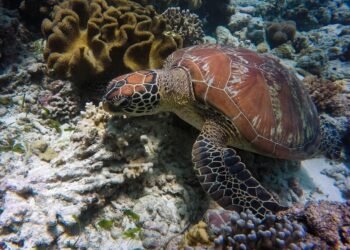 Keindahan Taman Laut Bunaken yang memukau, termasuk hadirnya Penyu di dasar laut perairan Sulawesi Utara ini. (Foto: John Cahil Rom/Pexels)