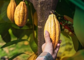 Kemampuan Indonesia menumbuhkan industri olahan berbasis komoditas kakao tidak lepas dari keberadaan perkebunan kakao di sejumlah daerah, terutama di Sulawesi, baik Sulawesi Tengah, Sulawesi Selatan, Sulawesi Utara, dan Sulawesi Barat. (Foto Ilustrasi)