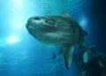Mola Mola atau sering disebut ikan Matari, salah satu spesies laut yang unik dan misterius. (Foto oleh Markus Kammermann/Pixabay)