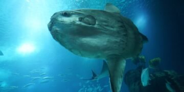 Mola Mola atau sering disebut ikan Matari, salah satu spesies laut yang unik dan misterius. (Foto oleh Markus Kammermann/Pixabay)