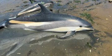 Foto menunjukkan dua dari beberapa lumba-lumba yang terdampar di Cape Cod, Mass. Amerika Serikat, pada 28 Juni 2024. (Foto: International Fund for Animal Welfare)